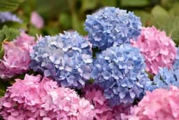 Hortenzije vam ne cvjetaju? Evo u čemu je problem