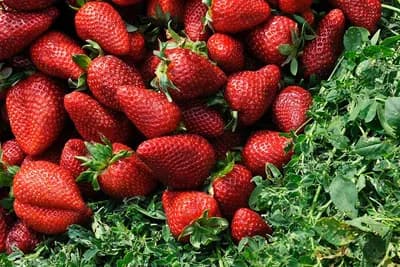 Koje sorte jagode daju veće prinose i kvalitetnije plodove