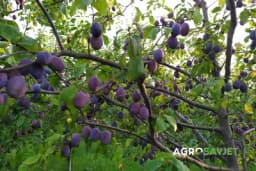 Kad se beru šljive?