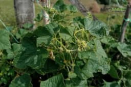 Postrna sjetva krastavca