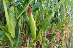 Uticaj visokih temperatura i suše na oplodnju i prinos kukuruza