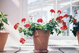 Kako da vam muškatle bolje cvjetaju