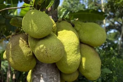 Nangka - Divovsko tropsko voće čiji ukus podsjeća na svinjetinu