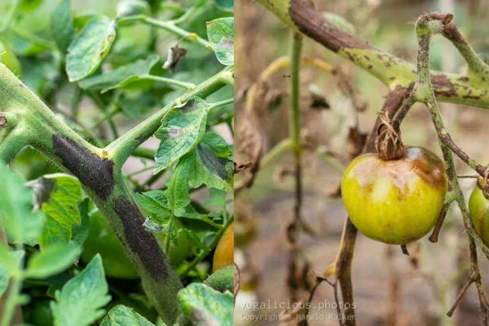 rak stabla paradajza