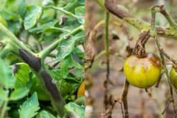 Rak stabla paradajza