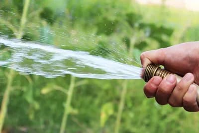 Stručnjaci savjetuju u koje doba dana treba zalijevati biljke – ne, nije ujutro