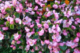 8 RASKOŠNIH BILJAKA KOJE OBOŽAVAJU HLADOVNU: Prelijepo cvjetaju tokom cijelog ljeta i to u potpunoj SIJENCI