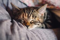 I mačke pamte - Bolje nego što mislite