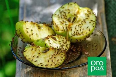 Voćna mušica - Sitna napast koja se pojavljuje na voću u vašim domovima