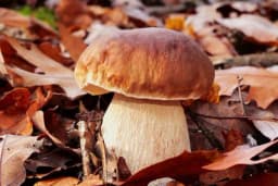 Ljetni VRGANJ - Gdje raste, kad i kako se bere?