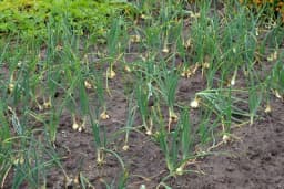 SJETVA ZIMSKOG LUKA – Sije se u avgustu, vadi u maju