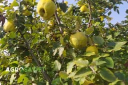 Čaj od lista dunje – prirodni lijek koji svako mora imati u kući