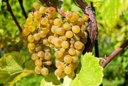 Kada je pravo vrijeme za berbu grožđa?