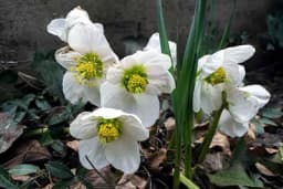 Kukurijek - Kada se bere i kako izgleda