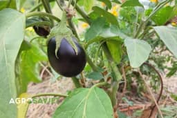 Kako se gaji zdravo povrće PATLIDŽAN?