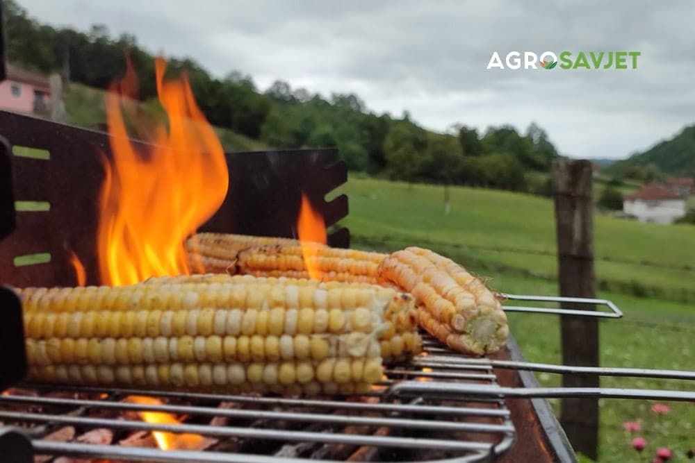 pečeni kukuruz