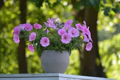 Koliko dugo PETUNIJE mogu da izdrže bez vode?