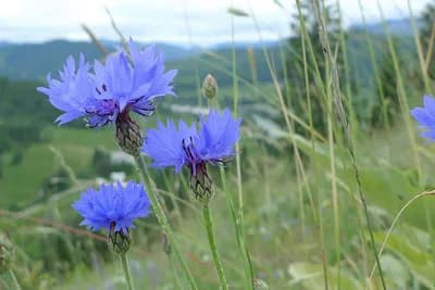 Različak nekad smatran korovom, a sad ga svi žele u dvorištu