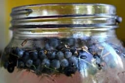 Sok od smrekinih bobica - Laka priprema, višestruka dobrobit