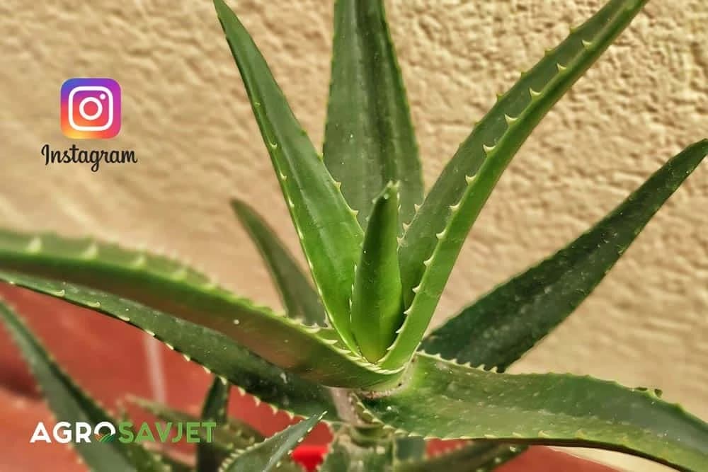 aloe vera