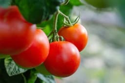 Biljke koje možete uzgojiti u svom domu bez obzira na godišnje doba