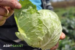 Pomaže i kod mamurluka: Sok od kupusa kao najbolji LIJEK ZA ŽELUDAC