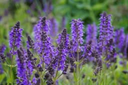 Dekorativna i jednostavna za održavanje: Ovo cvijeće se sadi u jesen