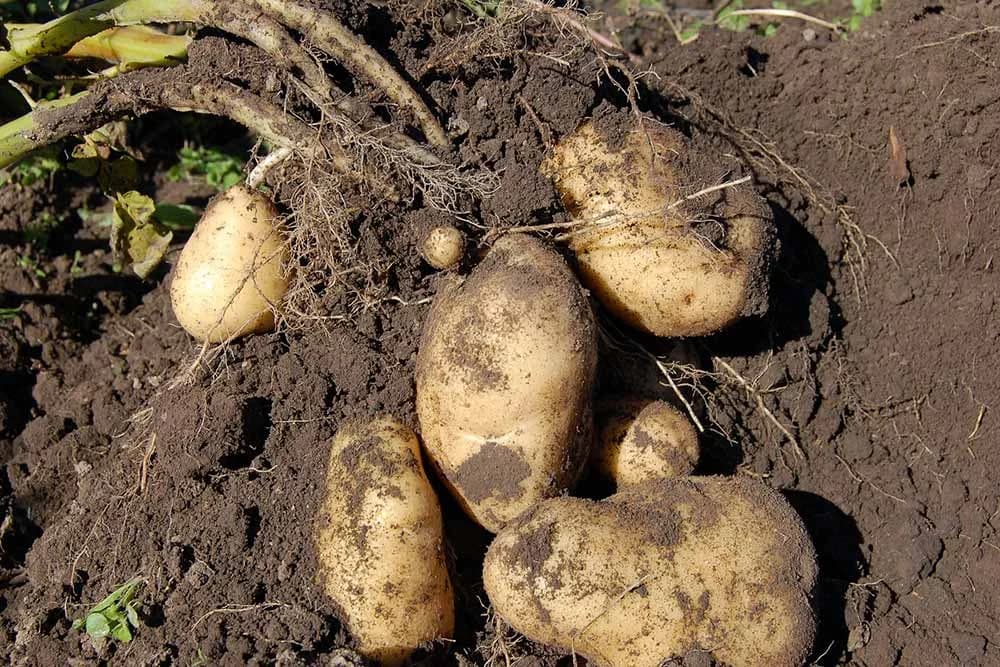 vađenje krompira
