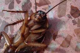 Napravite ovu čudotvornu smjesu i više nećete vidjeti bubašvabe