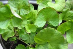 Biljka koja može da vam poveća IQ, ali sadrži jednu veoma toksičnu komponentu i nije za djecu