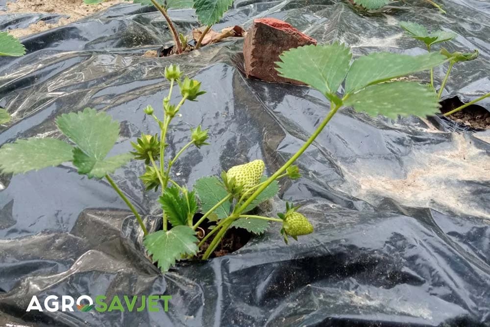 Sadnja jagoda u jesen