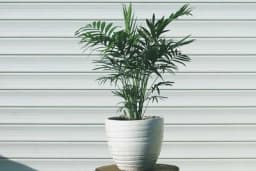 Palma sreće - Raskošna zelena ljepotica idealna za svaki dom