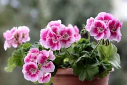 Omiljeno ljetnje cvijeće - Ovo su trikovi kako da vaše muškatle cvjetaju nikad ljepše