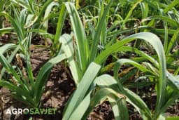 Pun vitamina C i sumpora, protiv gljivica i čisti crijeva, djeluje čim ga pojedete