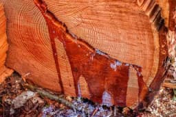 Smola pomaže kod rana i uboja