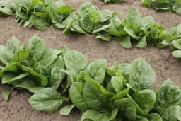 Sjetva spanaća u jesen za zimsku potrošnju