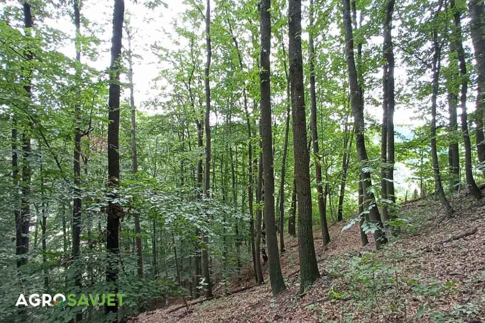 šuma drveće