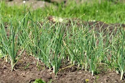 BIJELI LUK I KOMŠIJE: ZAŠTO MU JAGODE POVEĆAVAJU GLAVICE, A KOGA NE PODNOSI?