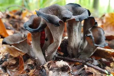 GLJIVA CRNA TRUBA – Ljekovitost, upotreba i recepti za pripremanje