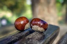 Vodeni ekstrakt kore divljeg kestena, čaj i mast