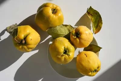 Šta se sve može napraviti od dunje?