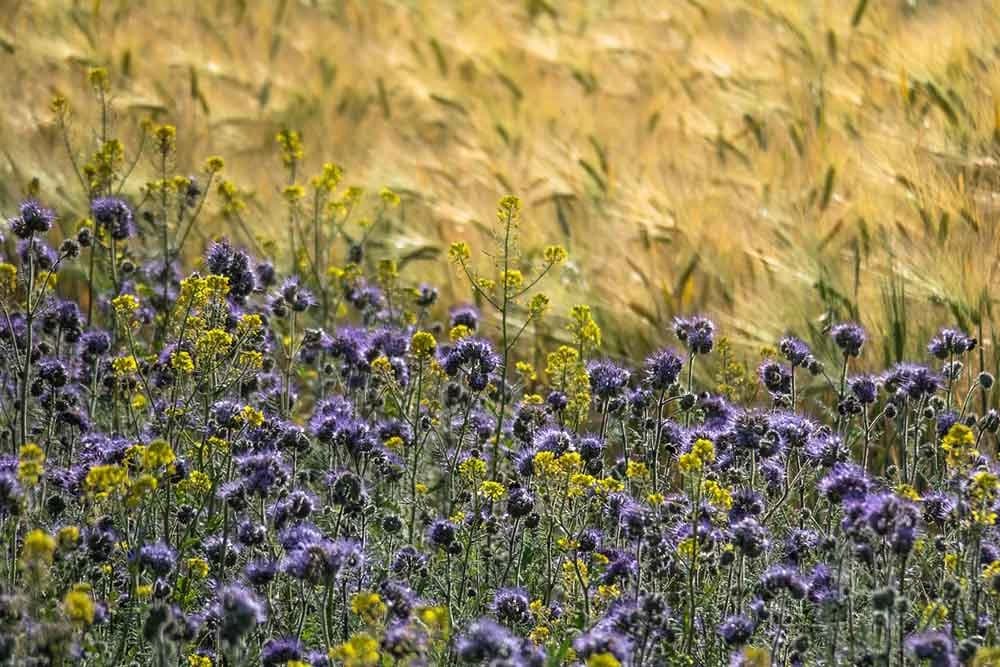 zelenišno đubrenje