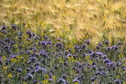 Pravilan izbor biljaka za ZELENIŠNO ĐUBRENJE