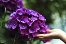 Nabavite ove biljke i krasiće vaš balkon i tokom jeseni