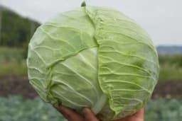 Savjeti za uspješan uzgoj kasnog kupusa