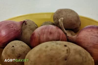 Loše komšije: Krompir i luk nikad ne čuvajte zajedno, evo zašto!