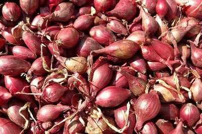 Sjetva ozimog povrća u oktobru i novembru mjesecu