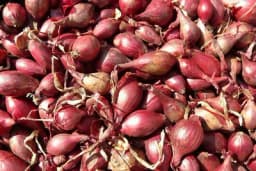 Sjetva ozimog povrća u oktobru i novembru mjesecu