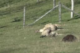 Psi lutalice zadavile sedamnaest ovaca kod Prijedora? /VIDEO/