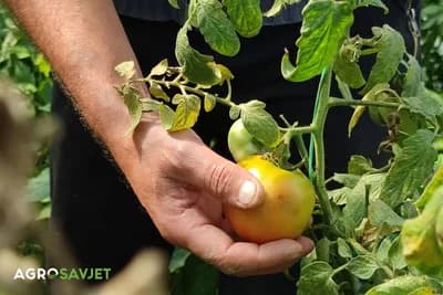 Zalijevam, a krastavci gorki, paprika zakržljala, paradajz ne dozrijeva - šta se događa?